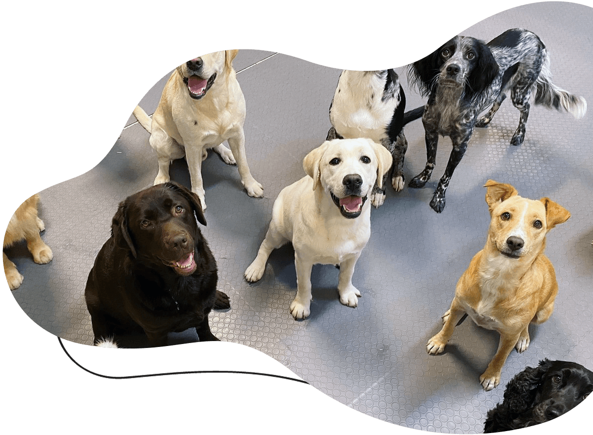 bauclub asilo per cani a milano-educazione-toelettatura