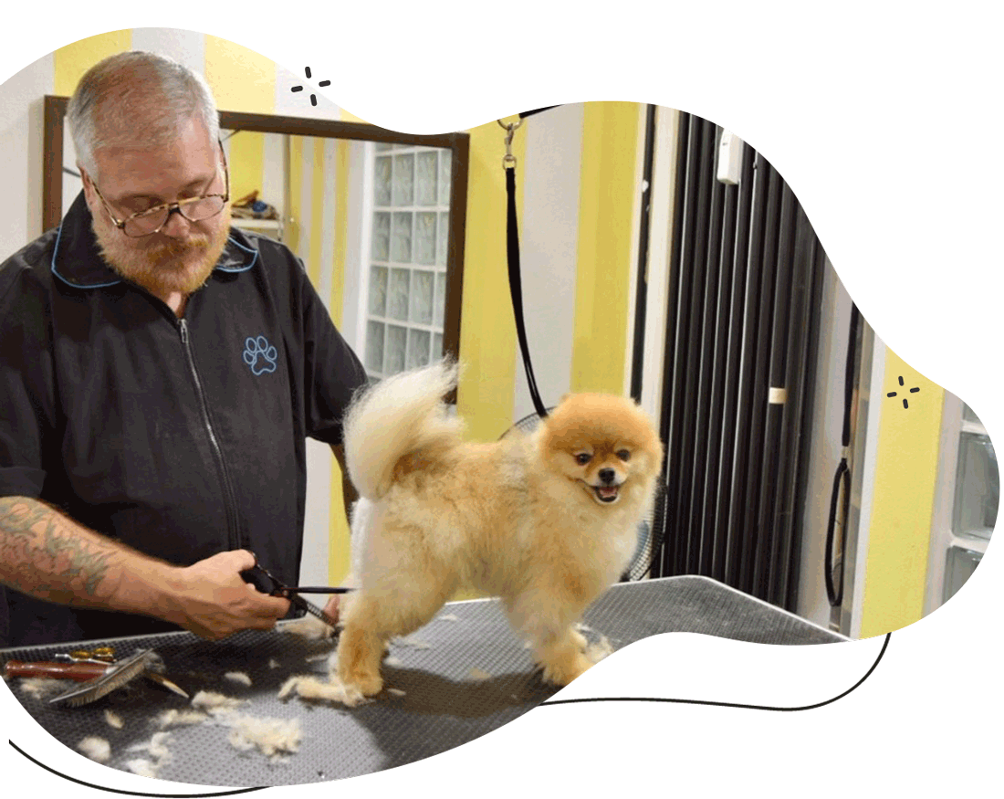 bauclub toelettatura e stripping asilo per cani a milano