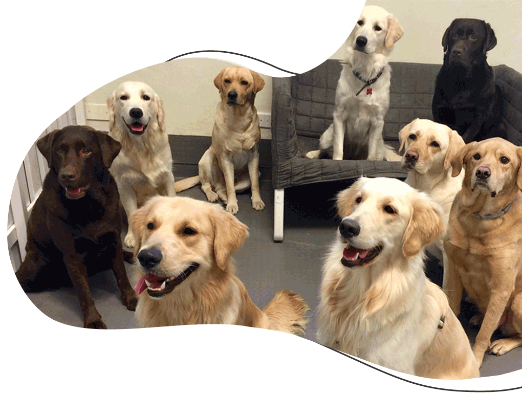 https://www.bauclub.it/wp-content/uploads/2025/08/bauclub-team-educazione-asilo-cani-milano.png